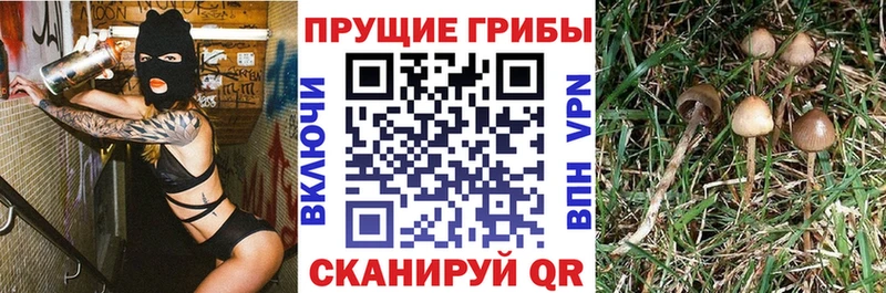 Псилоцибиновые грибы прущие грибы  Батайск 